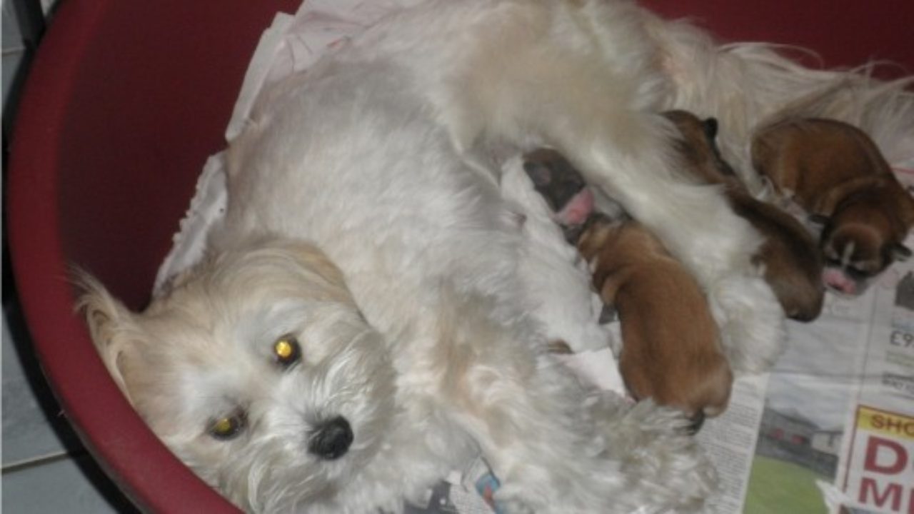 lhasa apso pregnancy