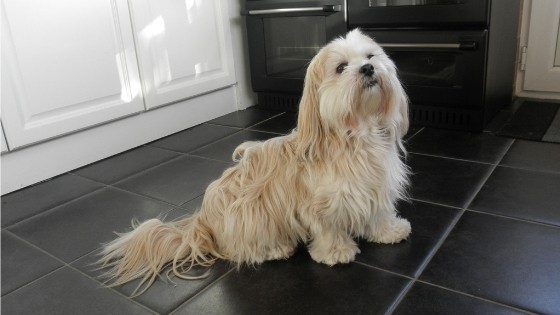 best clippers for lhasa apso