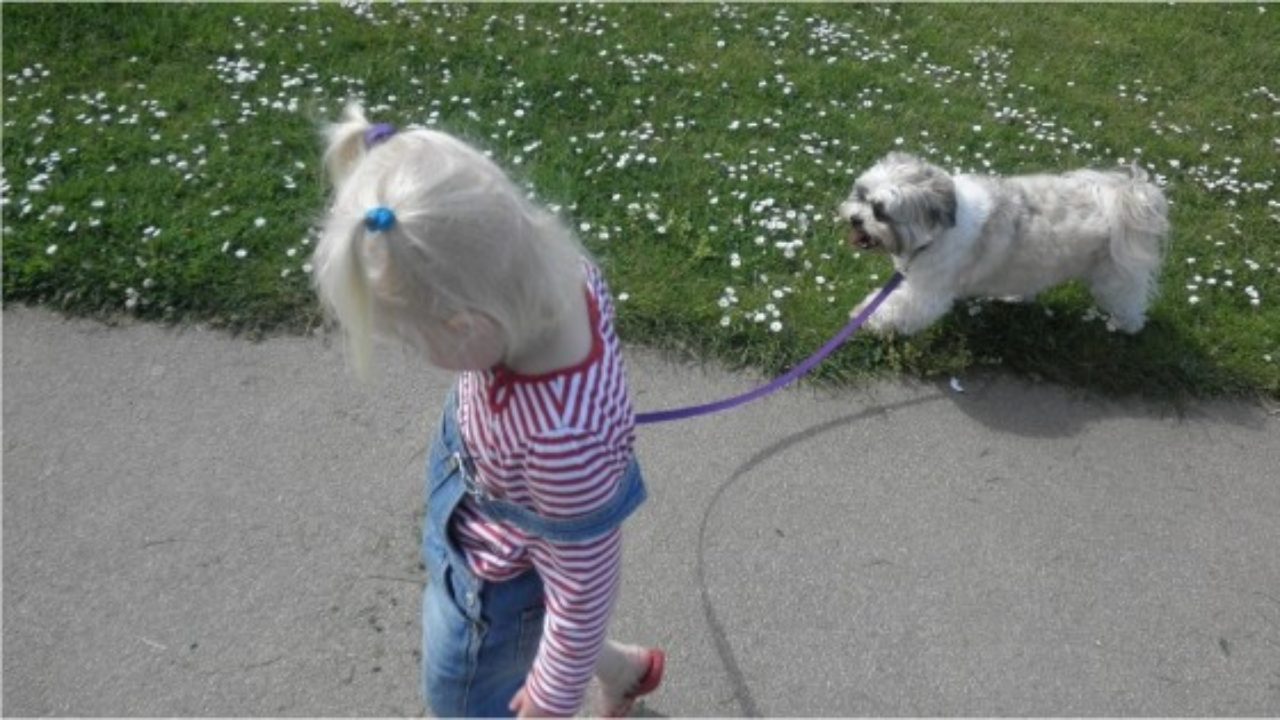 Lhasa apso with store kids