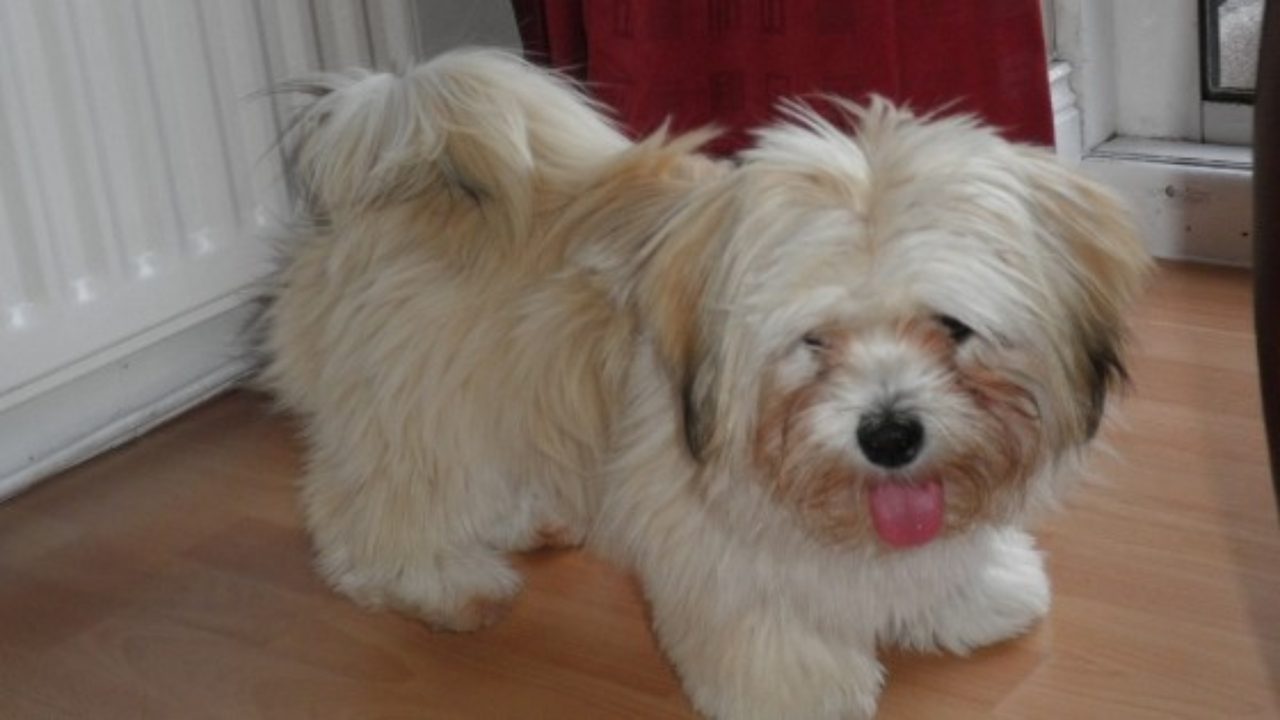 lhasa dog price