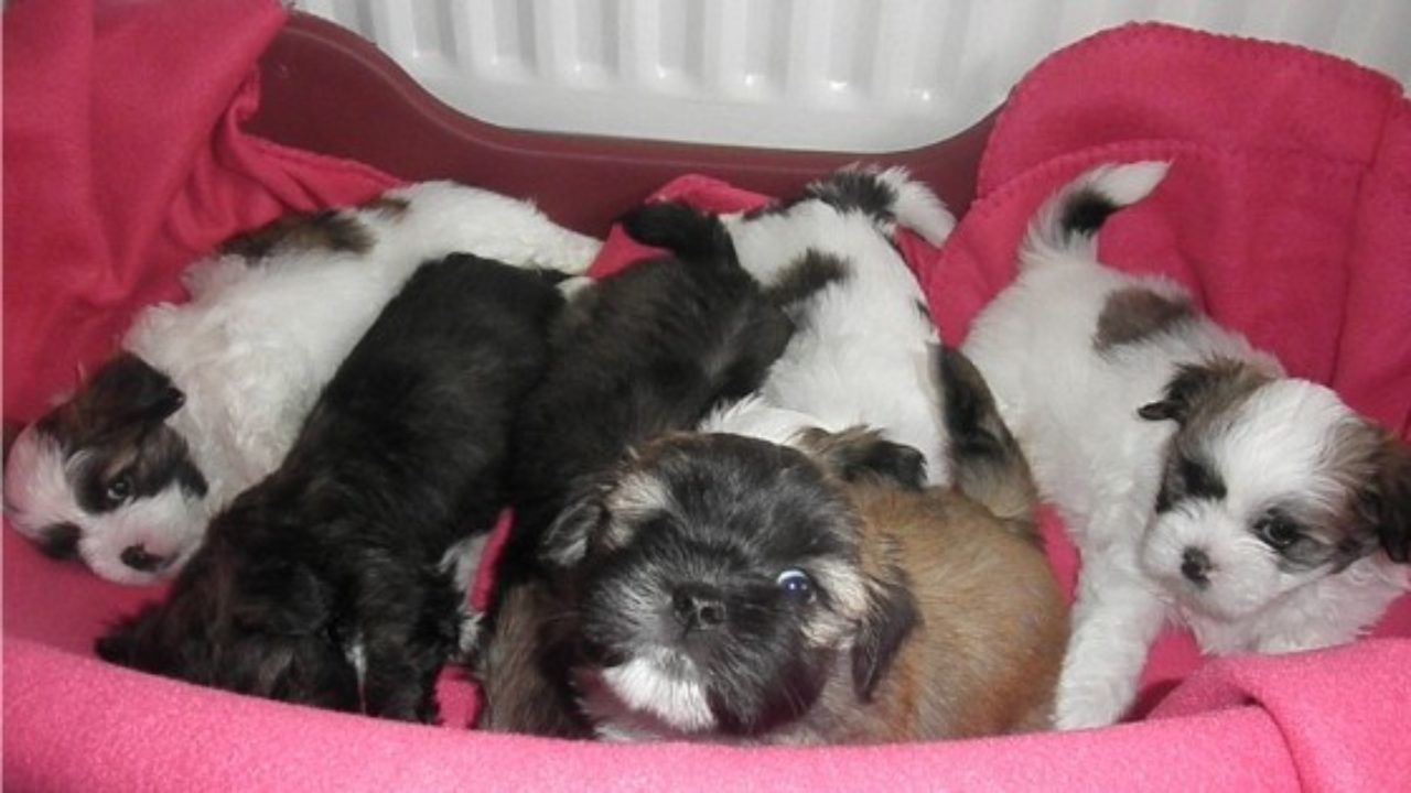 black and white lhasa apso puppy