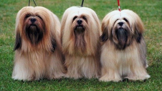 lhasa apso long hair dogs