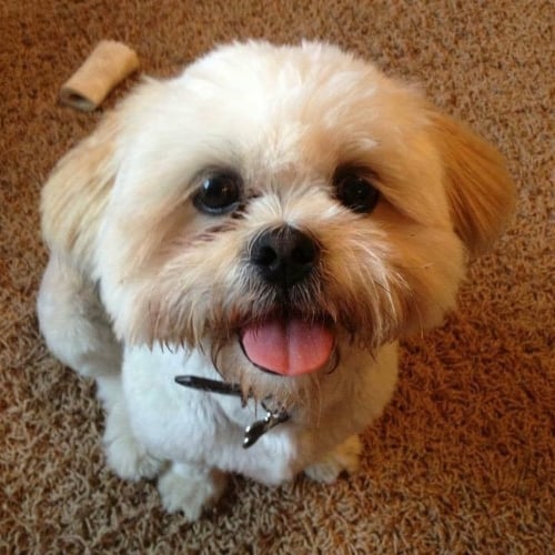 long hair lhasa apso