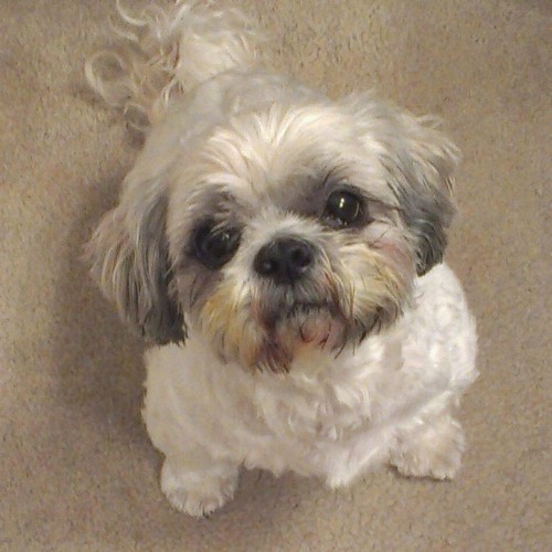 lhasa apso separation anxiety