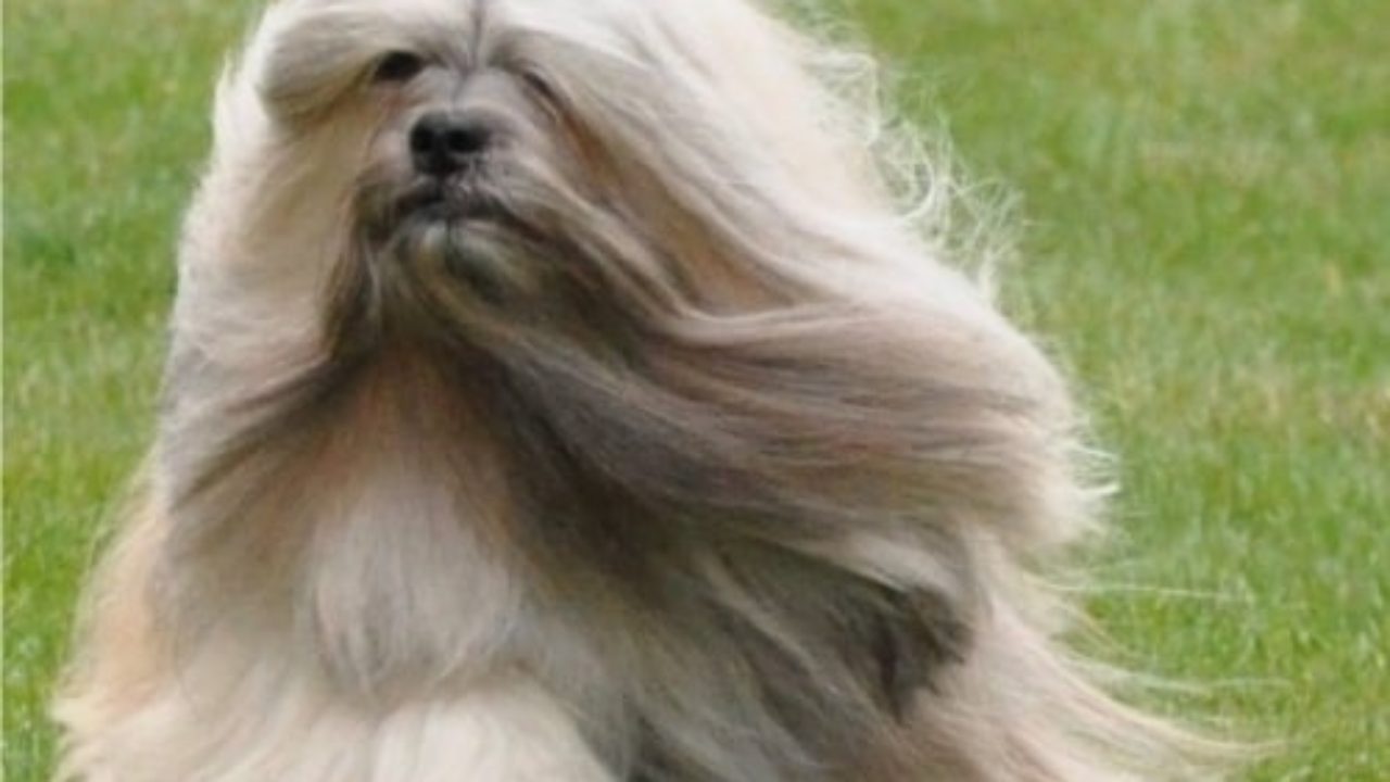 best brush for lhasa apso