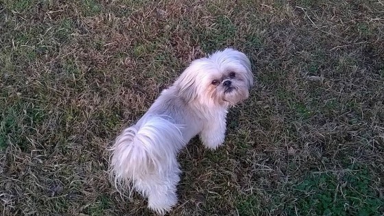 lhasa apso cross maltese puppies for sale