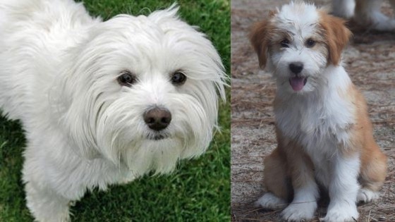 what is the breed of tibetan terrier